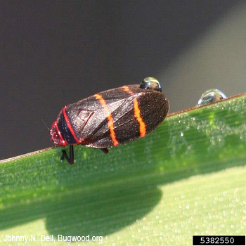 Two-lined spittlebugpng